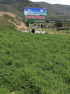 中药材规范化莳植树模基地